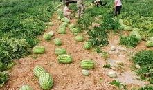 嘉禾望岗娱乐吃瓜地,揭秘网红聚集地的幕后故事